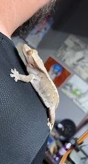 Correlophus ciliatus