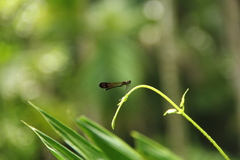 Heliocypha bisignata