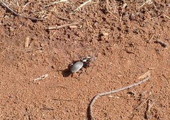 Anthia burchelli burchelli