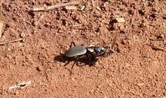 Anthia burchelli burchelli