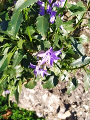 Campanula versicolor