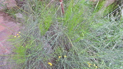 Senna aphylla