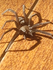 Kukulcania
