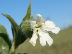 Silene latifolia