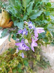 Campanula versicolor