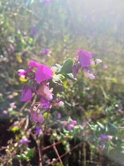 Polygala fruticosa