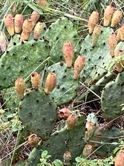 Opuntia macrorhiza