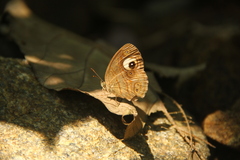 Mycalesis junonia