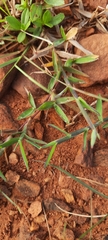 Urochloa serrata