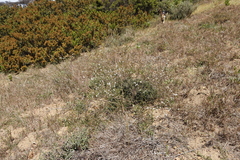 Struthiola