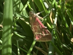 Pyrausta volupialis