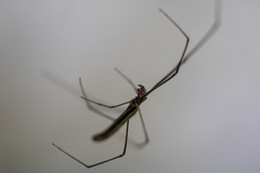 Araneae