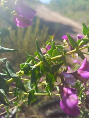Polygala fruticosa
