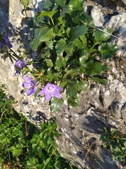 Campanula versicolor