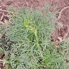 Cyclospermum leptophyllum