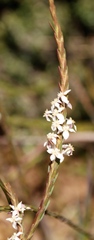Struthiola