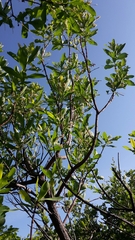 Terminalia brachystemma brachystemma