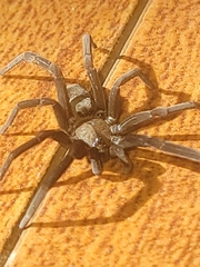 Kukulcania