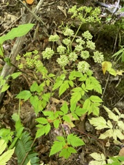 Angelica triquinata
