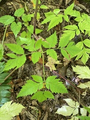 Angelica triquinata