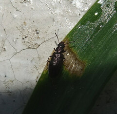 Rabocerus gabrieli