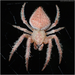 Eriophora edax