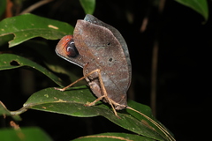 Pterochroza ocellata