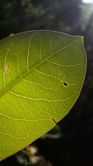 Terminalia brachystemma brachystemma