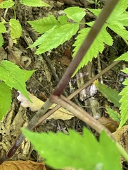 Angelica triquinata