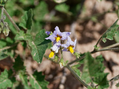 Solanum tweedianum