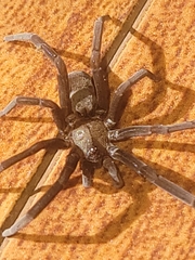 Kukulcania