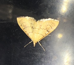 Psara dryalis