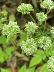 Angelica triquinata