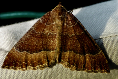 Larentia clavaria