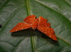 Emesis mandana