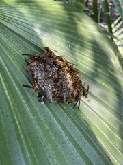 Polistes oculatus