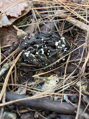 Strobilurus conigenoides