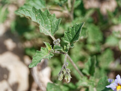 Solanum tweedianum