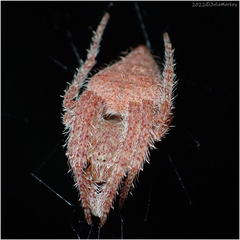 Eriophora edax