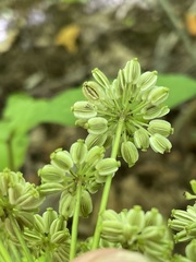 Angelica triquinata