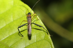 Alydidae