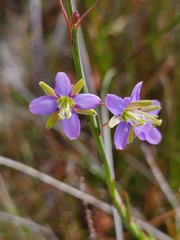 Heliophila linearis linearifolia