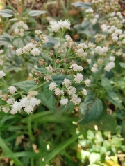 Ageratina altissima