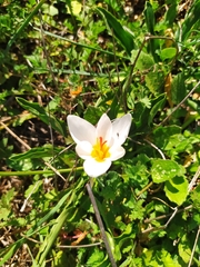 Crocus hadriaticus