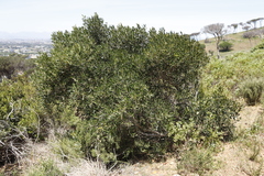 Olea europaea cuspidata