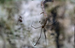 Araneae