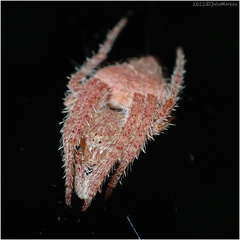 Eriophora edax
