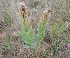 Lasiosiphon kraussianus