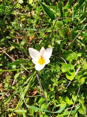 Crocus hadriaticus
