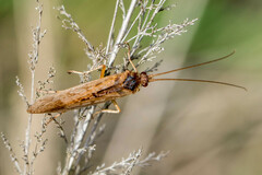 Limnephilus